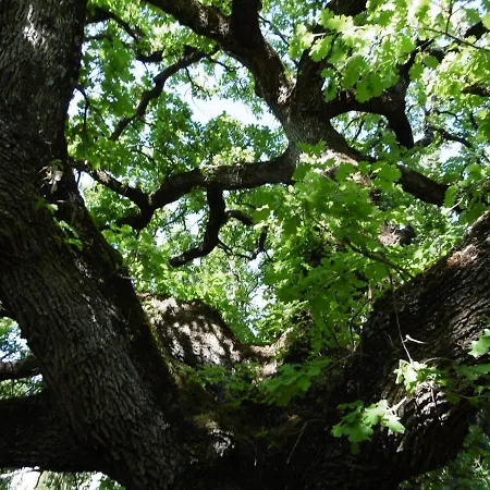 Poggetto Masino Gospodarstwo agroturystyczne Suvereto