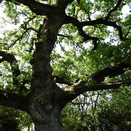 Poggetto Masino Suvereto