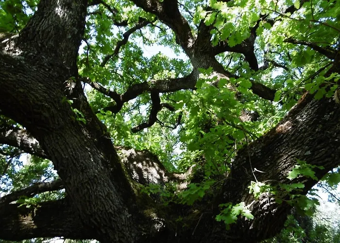 Poggetto Masino Feriegård Suvereto